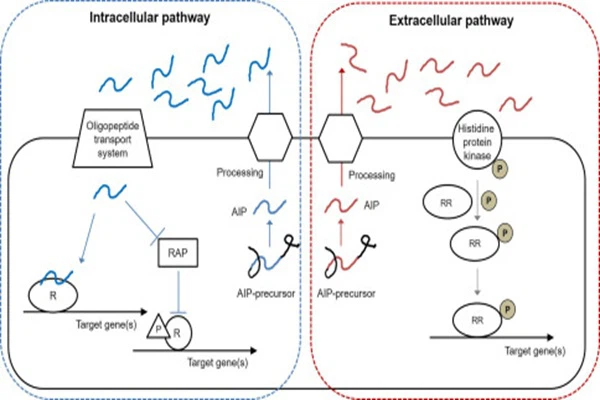 Oligopeptide P11-4 Mechanism of action of Peptide Oligopeptide P11-4 Mechanism of action of Peptide