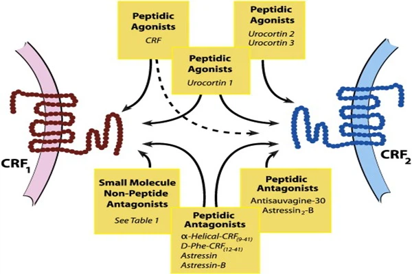 Mechanism of action of Astressin-B Mechanism of action of Astressin-B
