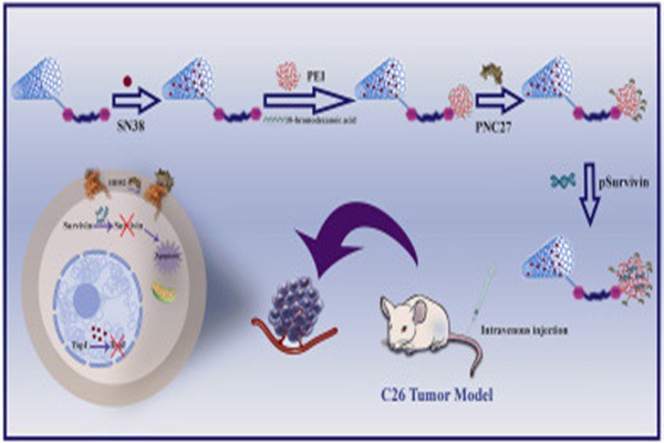 Develop a PNC-27 targeted co-delivery system for colitis to deliver survivin-shRNA and SN38. Develop a PNC-27 targeted co-delivery system for colitis to deliver survivin-shRNA and SN38.