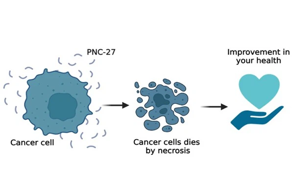 Mechanism of action of PNC27 Peptide Mechanism of action of PNC27 Peptide
