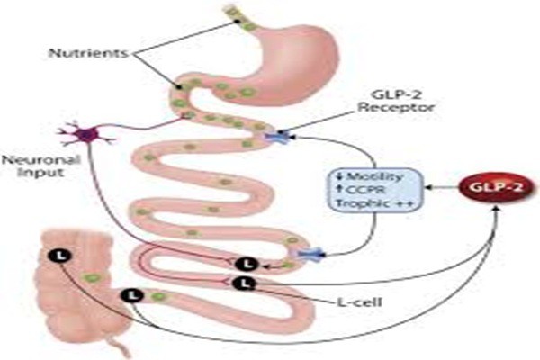 Mechanism of action of teduglutide peptide Mechanism of action of teduglutide peptide