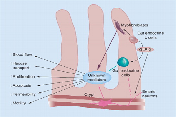 Mechanism of action of teduglutide peptide Mechanism of action of teduglutide peptide