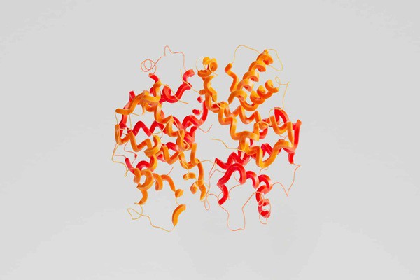Chonluten Peptide Chonluten Peptide