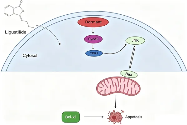 Ligustilide induces apoptosis and reduces the proliferation of human bladder cancer cells via NFκB1. Ligustilide induces apoptosis and reduces the proliferation of human bladder cancer cells via NFκB1.