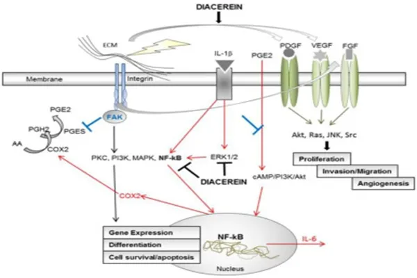 Diacerein Capsules Diacerein Capsules