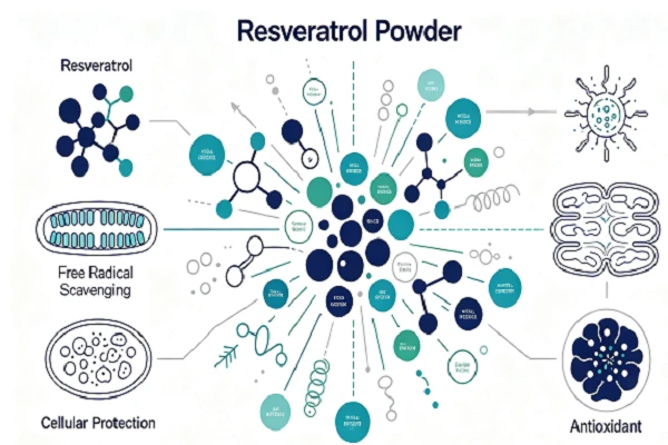 Resveratrol Powder mechanism Resveratrol Powder mechanism