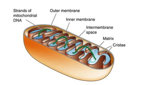 Mitochondria under electron microscope Mitochondria under electron microscope