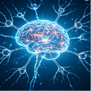 Nootropic Ingredients Powder