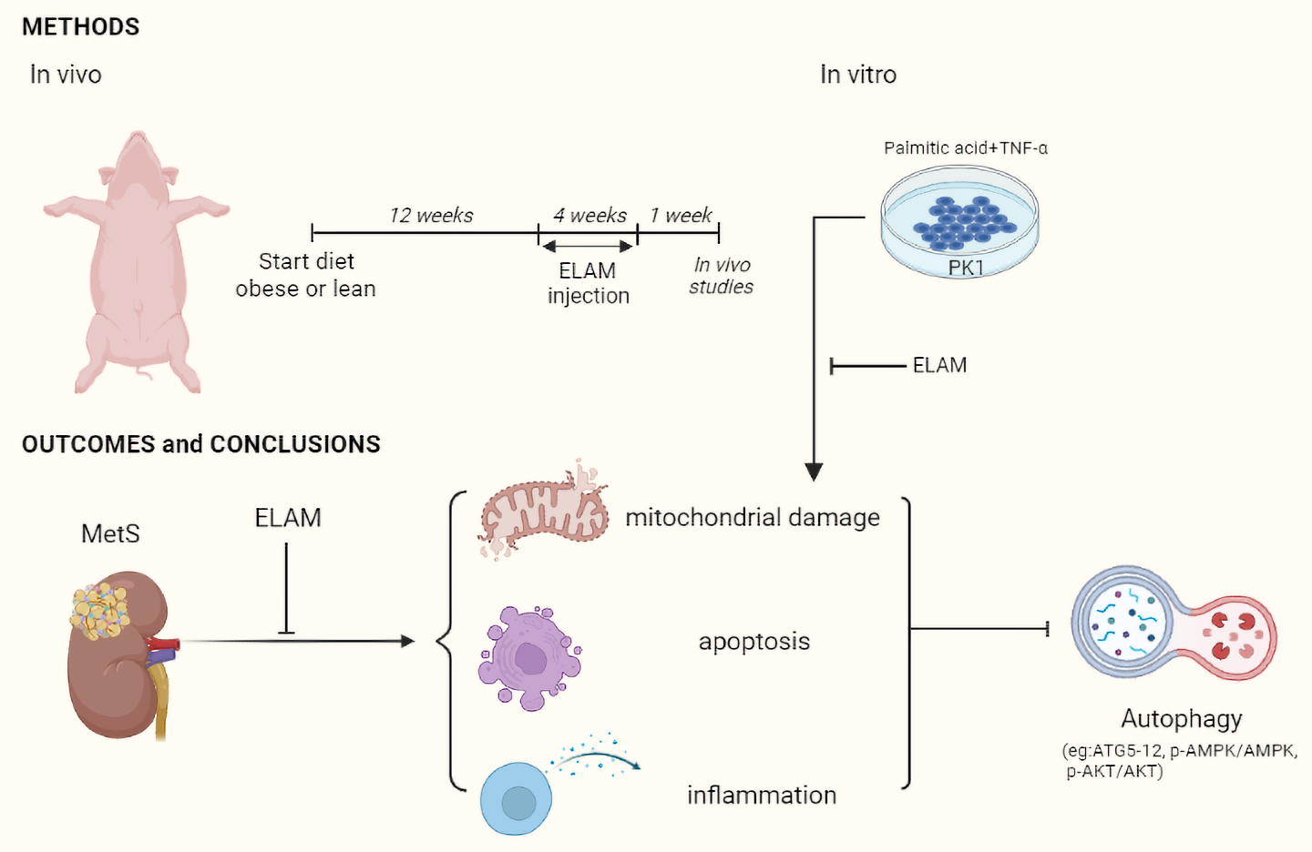 Elamipretide Effects Elamipretide Effects