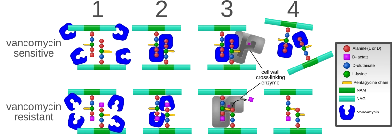 Mechanism of vancomycin action and resistance Mechanism of vancomycin action and resistance