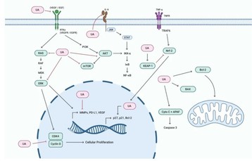 Mechanism of action of Ursolic acid in cancers Mechanism of action of Ursolic acid in cancers