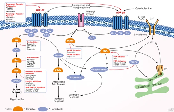 signal pathway of demetomidine hcl signal pathway of demetomidine hcl