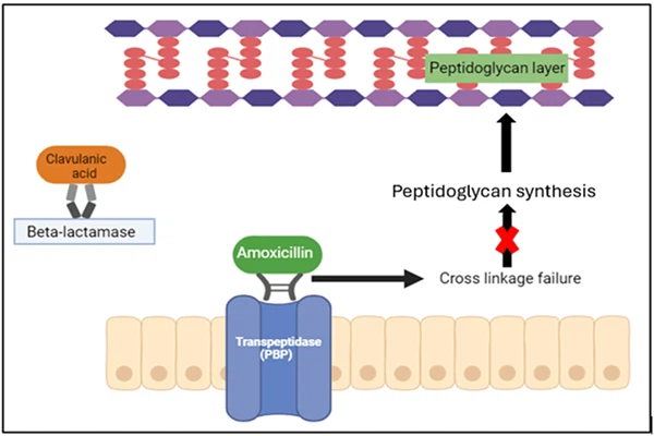 The therapeutic potential of Co-Amoxiclav in different clinical situations The therapeutic potential of Co-Amoxiclav in different clinical situations