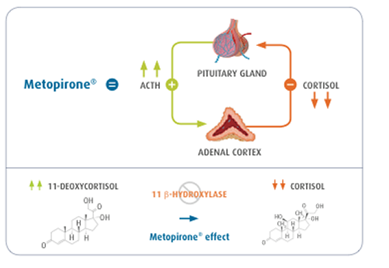 The mechanism of action of Metopirone The mechanism of action of Metopirone
