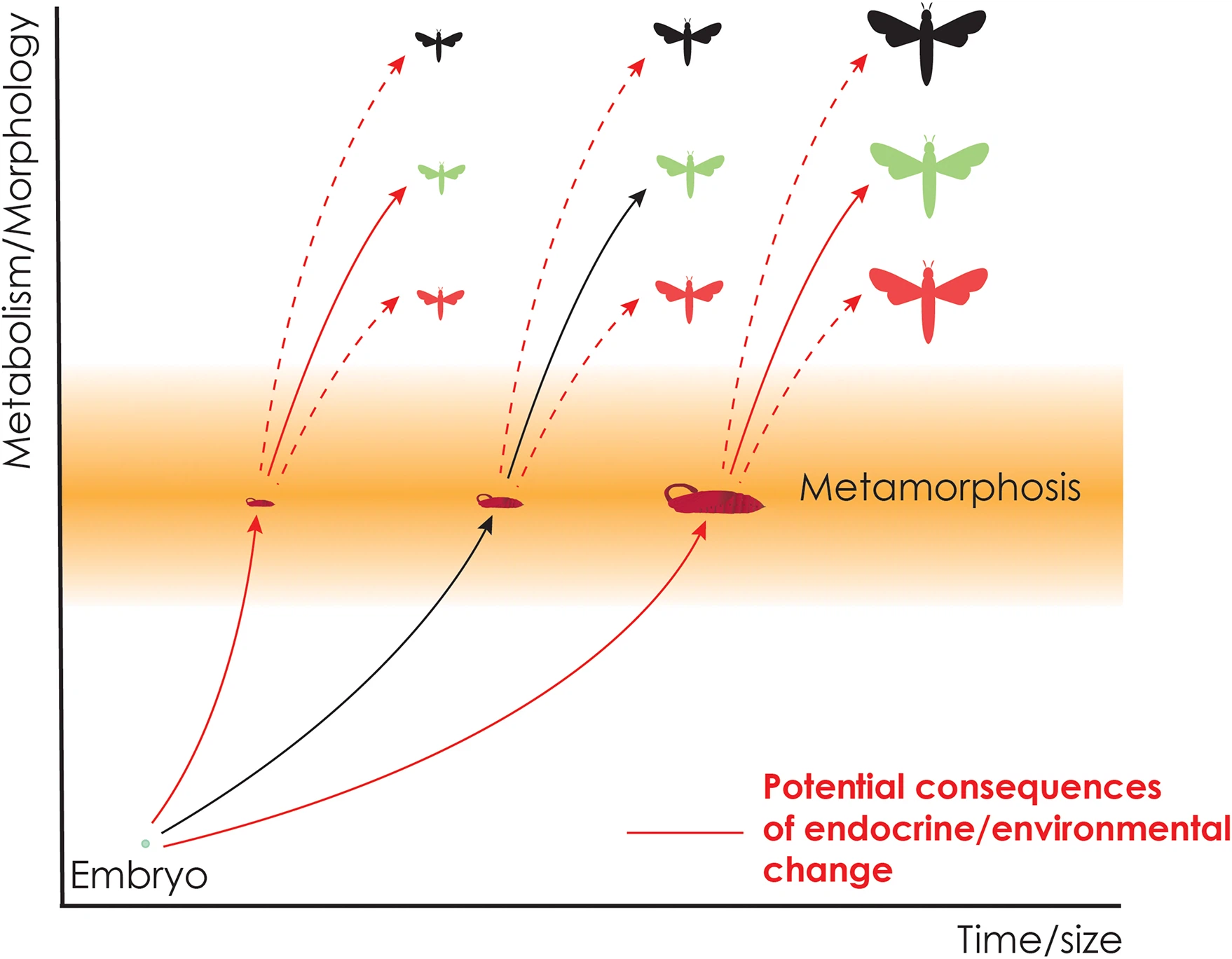 The development potential of Metapyron The development potential of Metapyron