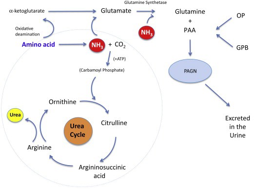 Introduction to Sodium Phenylbutyrate Introduction to Sodium Phenylbutyrate