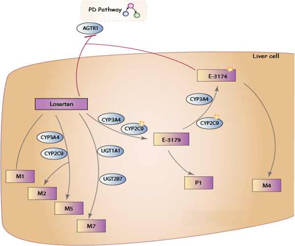 The working mechanism of Losartan Powder API The working mechanism of Losartan Powder API
