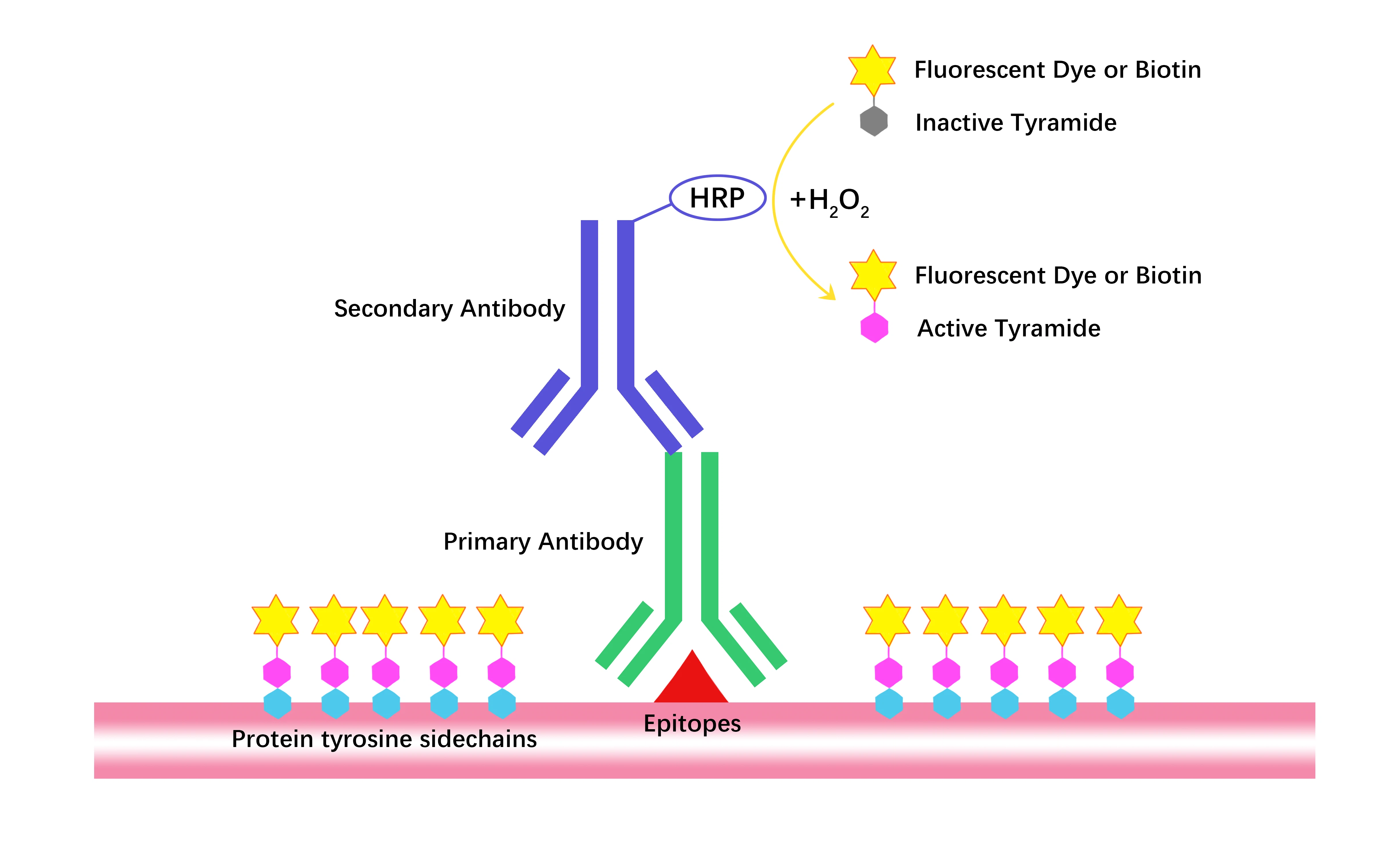 Mechanism of action of Mebhydrolin napadisylate Mechanism of action of Mebhydrolin napadisylate