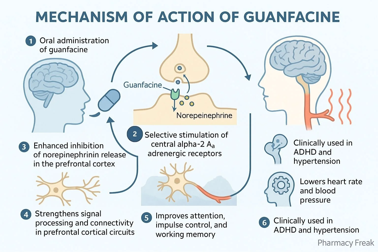 Mechanism of action of GUANFACINE HCL Mechanism of action of GUANFACINE HCL