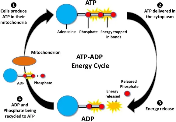 Introducing Adenosine 5-triphosphate disodium salt Introducing Adenosine 5-triphosphate disodium salt