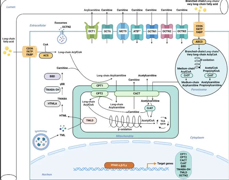 The mechanism of action of DL-carnitine The mechanism of action of DL-carnitine