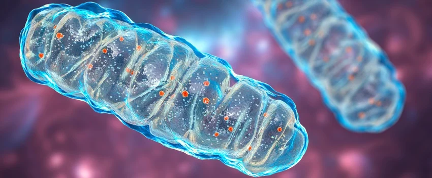 The effect of Elamipretide The effect of Elamipretide