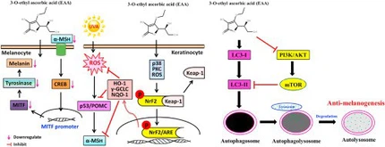 The research process of a 3-O-Ethyl-L-ascorbic acid The research process of a 3-O-Ethyl-L-ascorbic acid