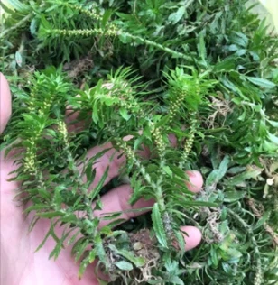 Wild huperzia serrata, pure wild fresh goods Wild huperzia serrata, pure wild fresh goods