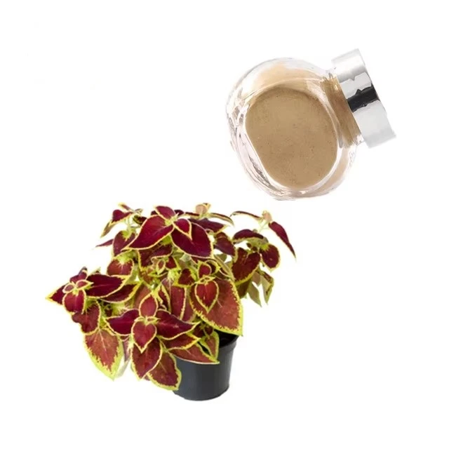 How To Extract Forskolin Powder? How To Extract Forskolin Powder?