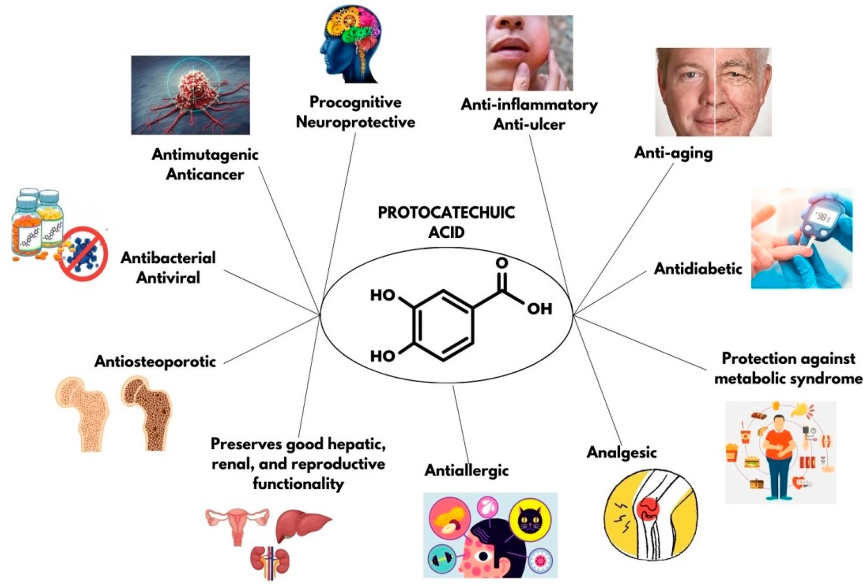 Protocatechuic acid has cancer protection potential. Protocatechuic acid has cancer protection potential.