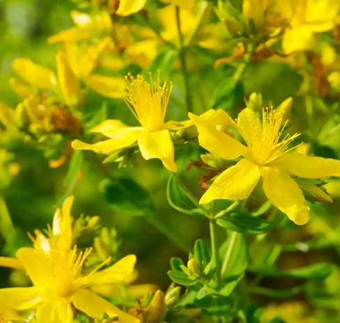 Hypericin powder is an extract of Forsythia suspensa Hypericin powder is an extract of Forsythia suspensa