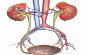 Fosfomycin tromethamine is mainly used to treat lower urinary tract infections caused by sensitive bacteria, Fosfomycin tromethamine is mainly used to treat lower urinary tract infections caused by sensitive bacteria,