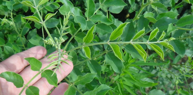 Licochalcone A powder has anti-tumor, anti-inflammatory, and antioxidant effects. Licochalcone A powder has anti-tumor, anti-inflammatory, and antioxidant effects.