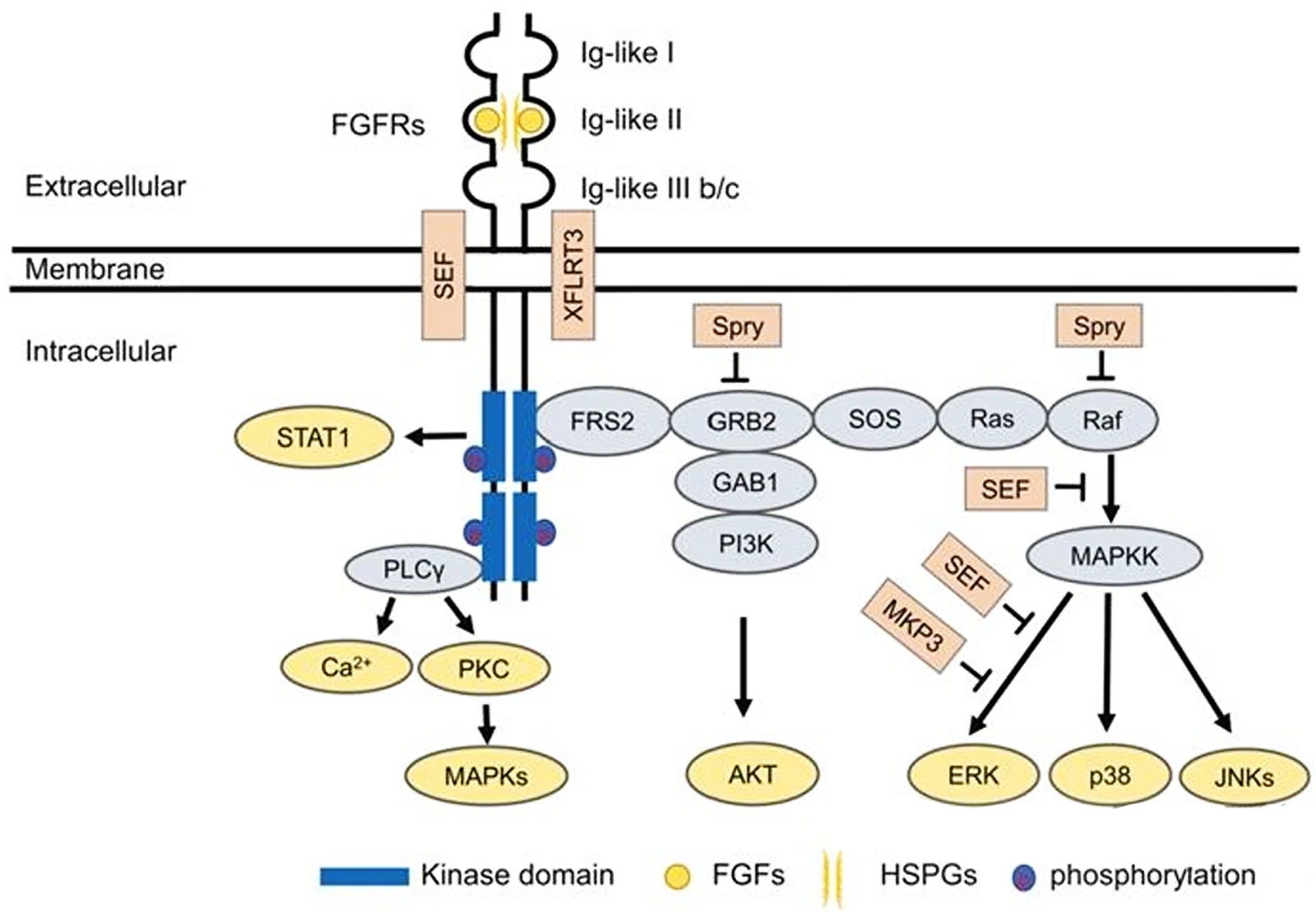 Research on Erdafitinib Research on Erdafitinib