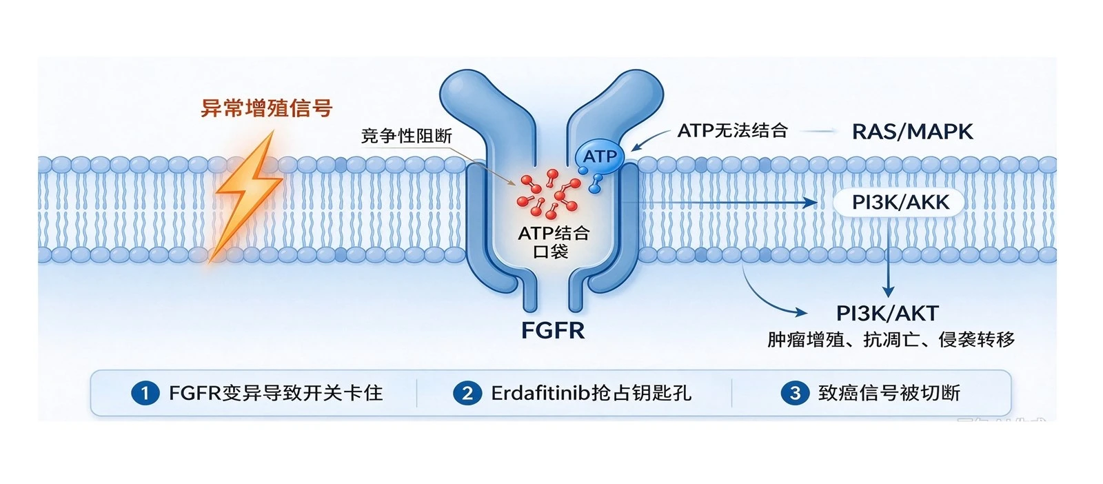 The Action Mechanism Of Erdafitinib API Raw Material The Action Mechanism Of Erdafitinib API Raw Material