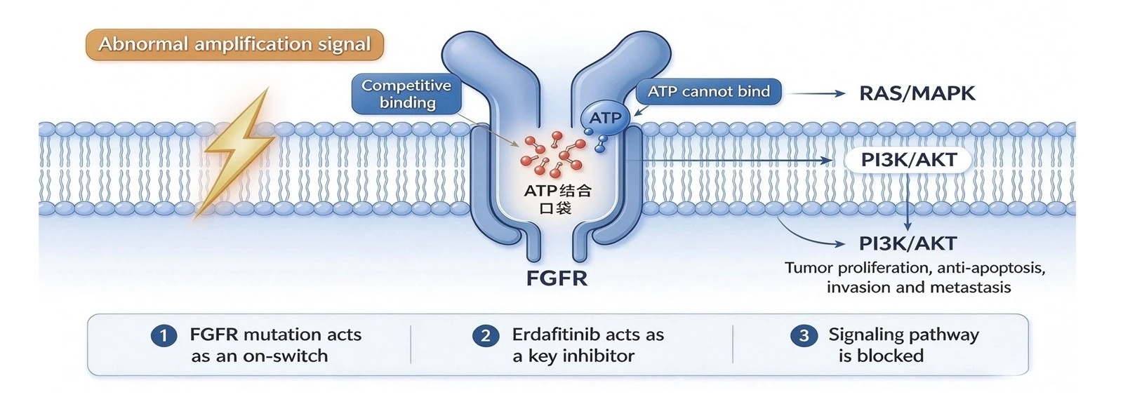 Mechanism of action of Erdafitinib Mechanism of action of Erdafitinib